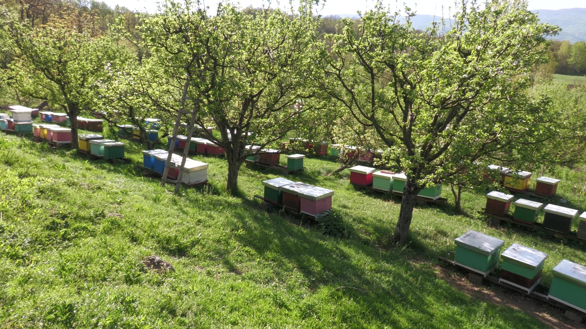 košnice