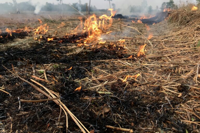 Fire is burning hay in the dry season.